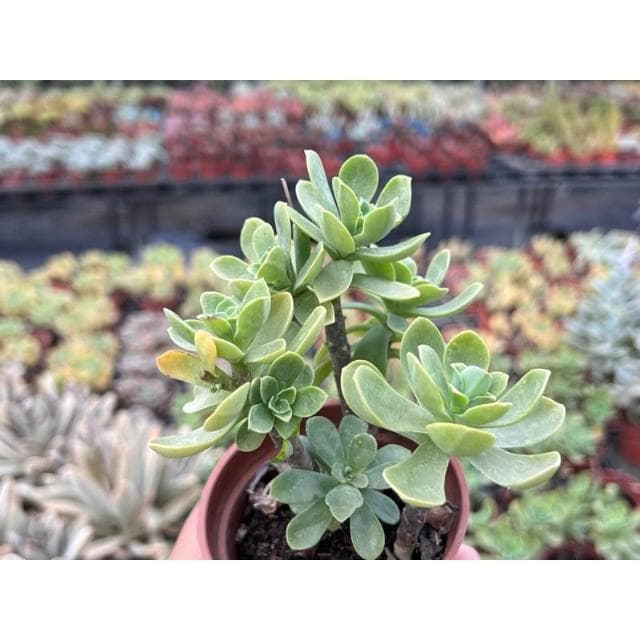 三寸盆 薄化妝 多肉植物 現貨