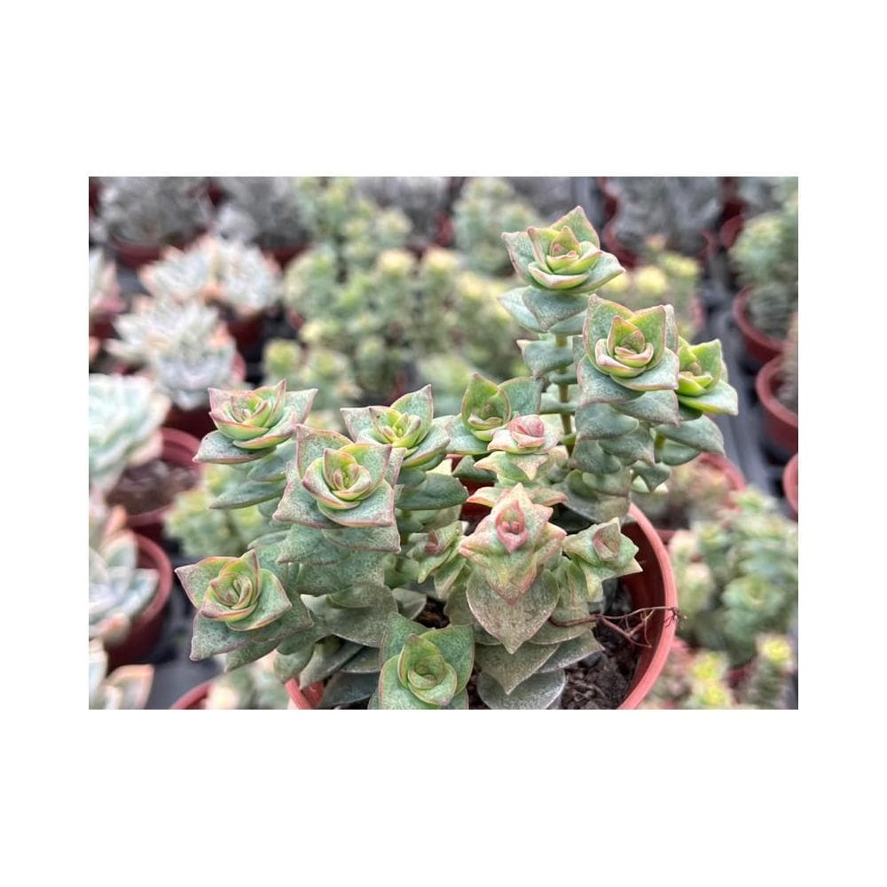三吋盆 星王子/錦 多肉植物 現貨