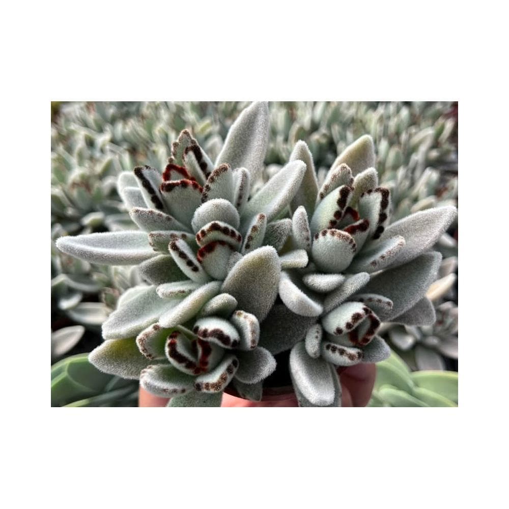 三吋盆 雪白兔 多肉植物 現貨