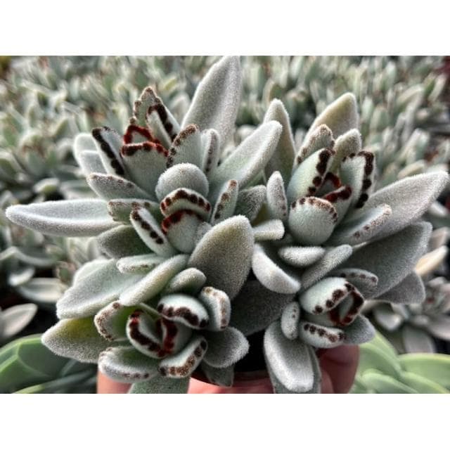 三吋盆 雪白兔 多肉植物 現貨