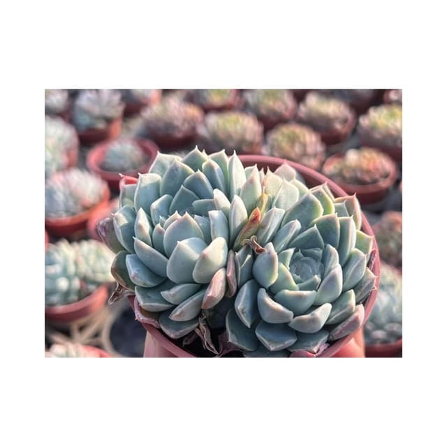 三吋盆 財路 多肉植物 現貨