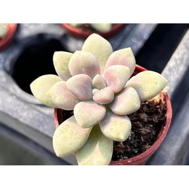 一寸盆 珍珠姬秋麗 多肉植物 現貨