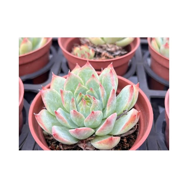 三寸盆 吉娃娃 多肉植物 現貨