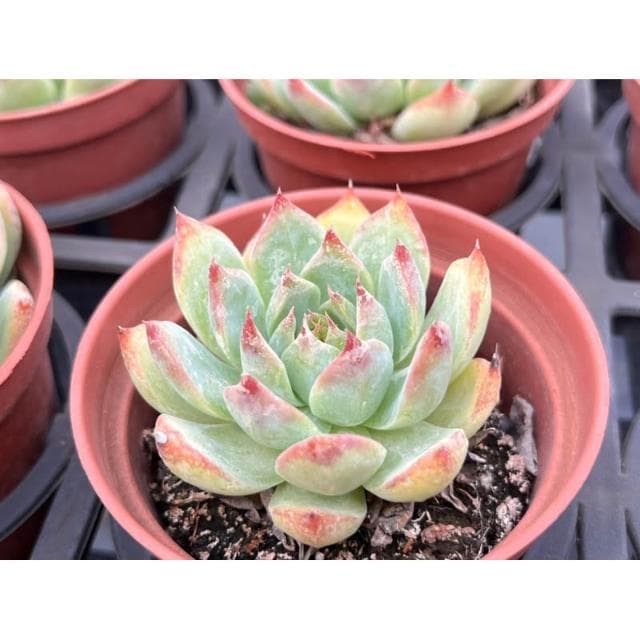 三寸盆 吉娃娃 多肉植物 現貨