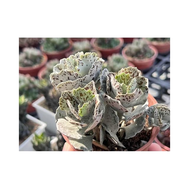 三寸盆 雀扇/老樁 多肉植物 現貨