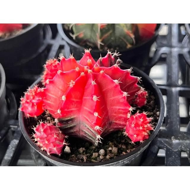 三寸盆 緋牡丹錦 仙人掌植物 現貨
