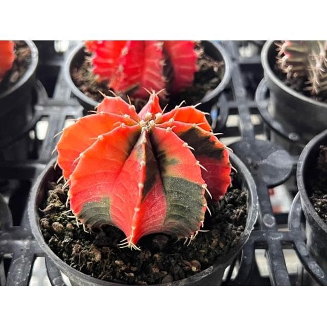 三寸盆 緋牡丹錦 仙人掌植物 現貨