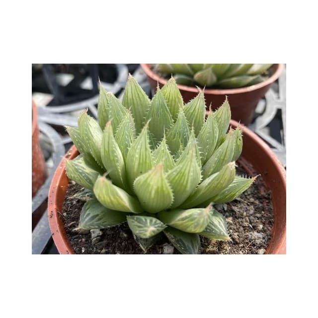 三寸盆 青雲之舞 多肉植物 現貨