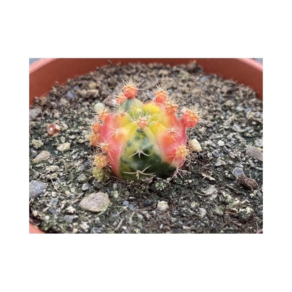 三吋盆 麗蛇丸錦 仙人掌植物 現貨