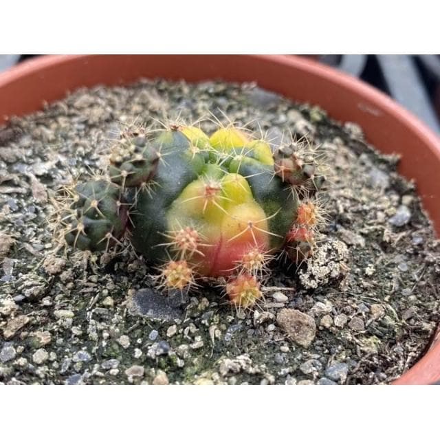 三吋盆 麗蛇丸錦 仙人掌植物 現貨