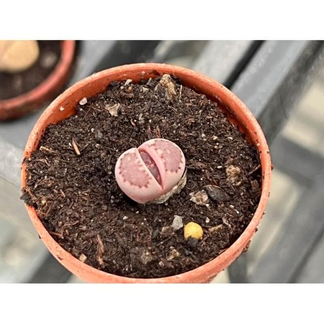 一吋盆/石頭玉 多肉植物 現貨