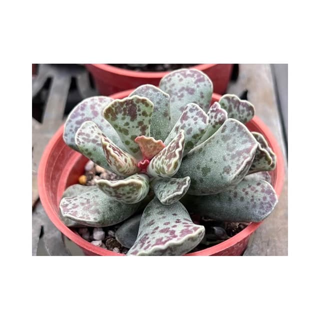 三寸盆 錦凌殿 多肉植物 現貨