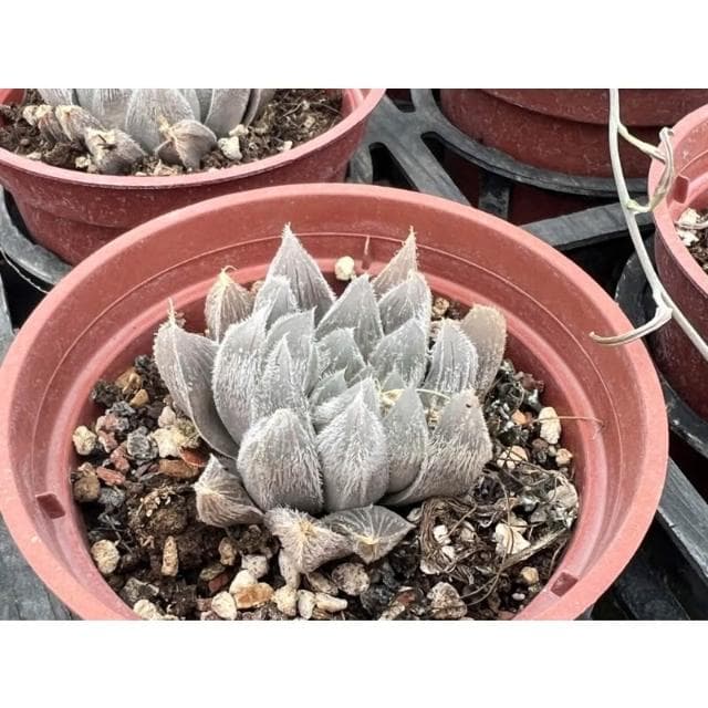 三寸盆 毛玉露 百合科 多肉植物 現貨