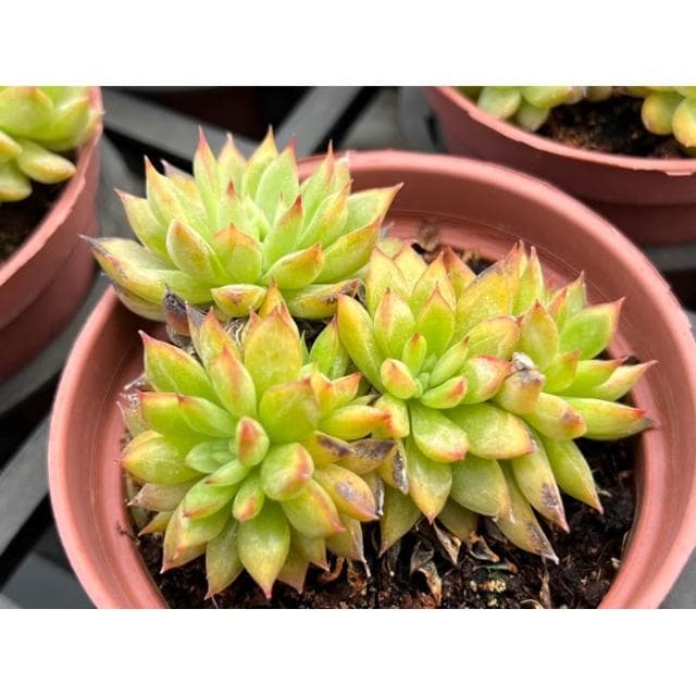 三寸盆 女雛 多肉植物 現貨