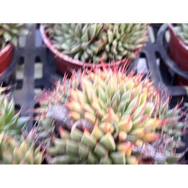 三寸盆 銀星 多肉植物 現貨