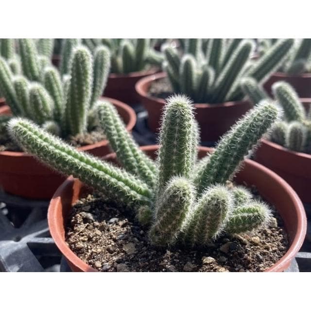 三吋盆 白壇 老鼠尾仙人掌🌵🐭 仙人掌植物 現貨