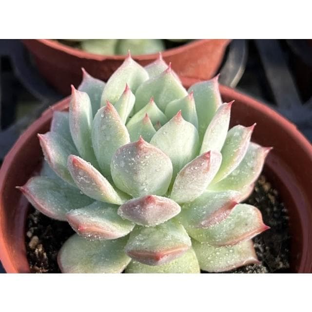 三寸盆 爪玫瑰 多肉植物 現貨