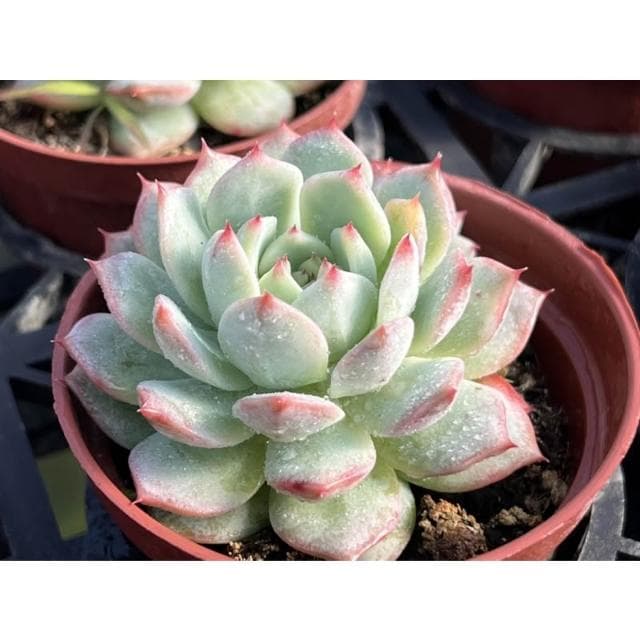 三寸盆 爪玫瑰 多肉植物 現貨