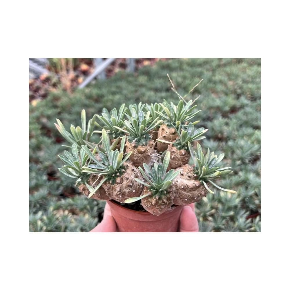 三吋盆 峨嵋山（大) 多肉 塊根植物 現貨