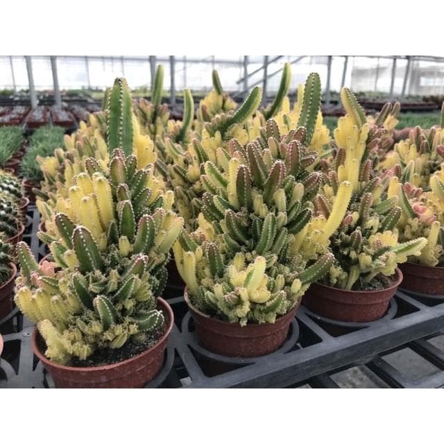 三寸盆 仙女閣錦 仙人掌 植物 現貨