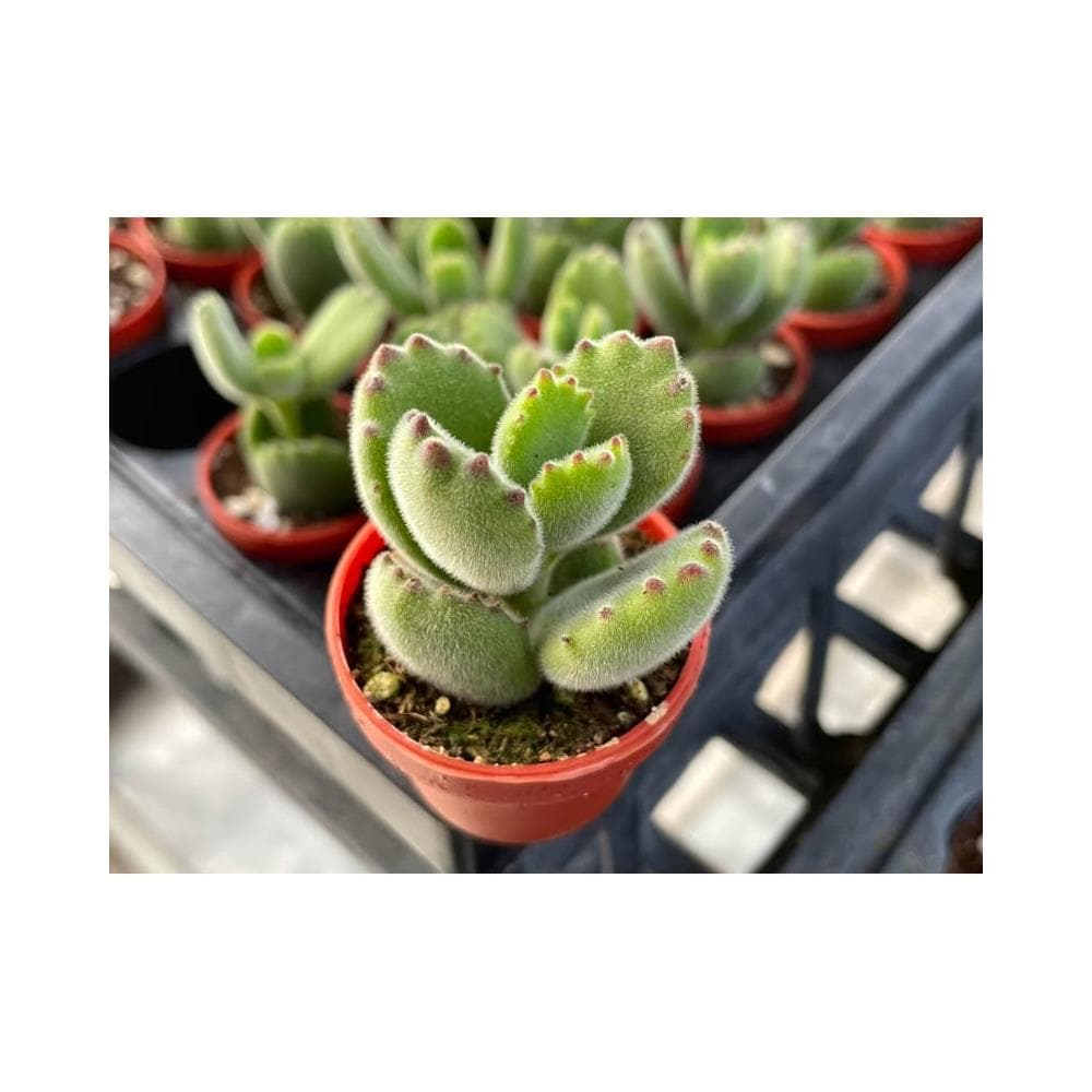 一寸盆 熊童子 多肉植物 現貨