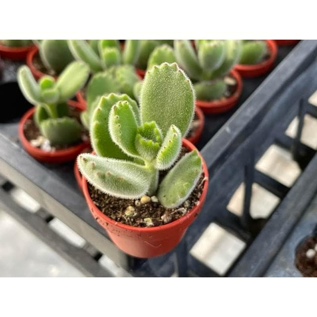 一寸盆 熊童子 多肉植物 現貨
