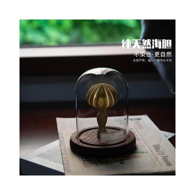DIY手工生日禮物 古風海膽燈 海螺小夜燈 閨蜜情人節擺件