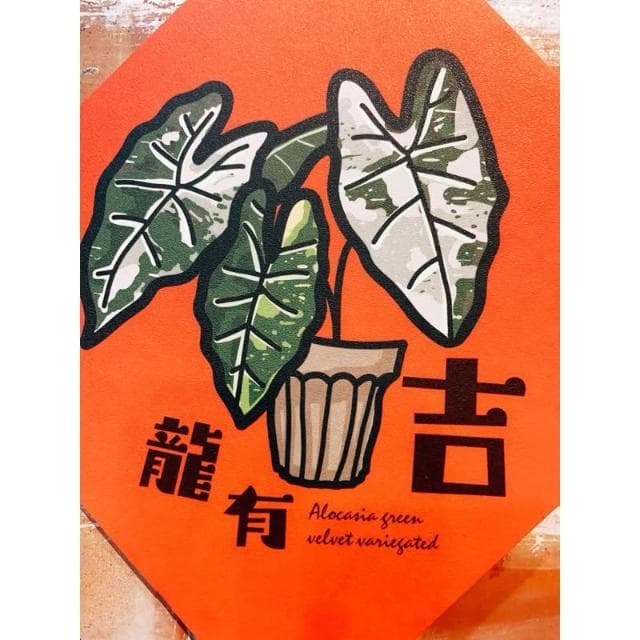 春聯 創意春聯 植物春聯 觀葉春聯 斗方手繪春聯 文創春聯 招財 開運植栽