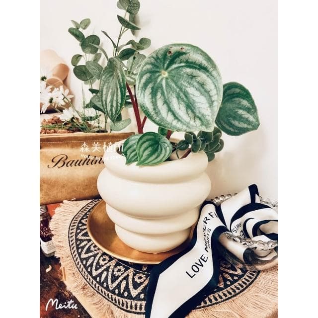 陶盆 甜甜可頌陶盆 花盆 花器 植栽 觀葉植物 多肉植物 花燭 合果芋