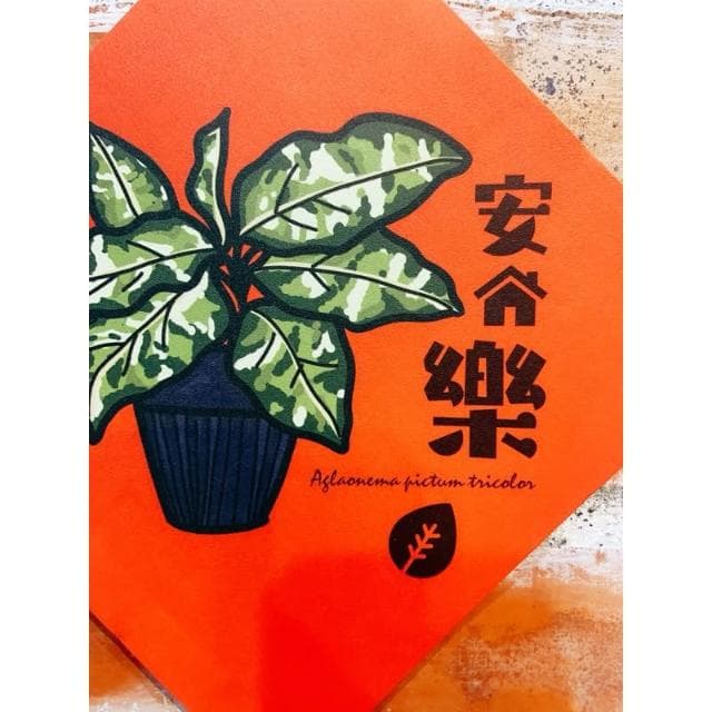 春聯 創意春聯 植物春聯 觀葉春聯 斗方手繪春聯 文創春聯 招財 開運植栽 鹿角蕨 迷彩粗勒草 圓葉山烏龜 斑葉絨葉