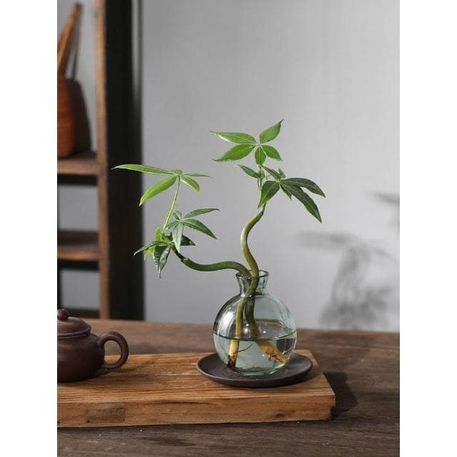 发财树小盆栽花卉水培植物客厅桌面绿植室内四季招财树办公室好养