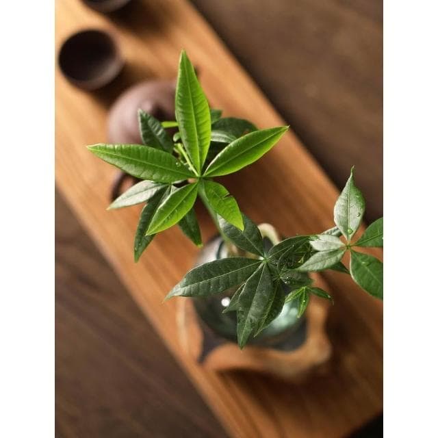 发财树小盆栽花卉水培植物客厅桌面绿植室内四季招财树办公室好养