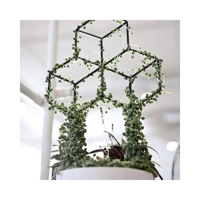 《斑啾植選》造型攀爬架-花園系列(造型花架｜山烏龜架｜金屬支架｜綠蘿支架｜盆栽用支架｜植物攀爬支架)