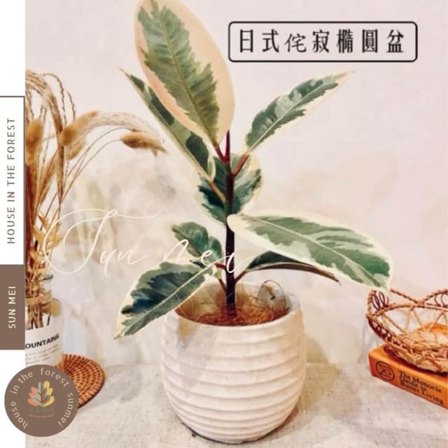 陶盆 日式侘寂橢圓盆 花器 花瓶 盆器 居家布置 居家裝飾 植物 植栽 觀葉 居家植物