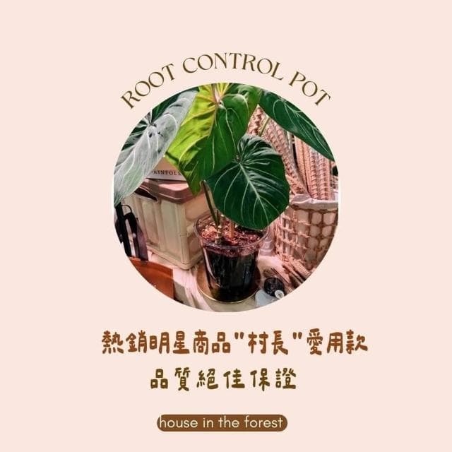 透氣盆 硬式植物控根盆  透氣盆 盆栽 換盆神器  穩根花盆  透明/茶色PVC