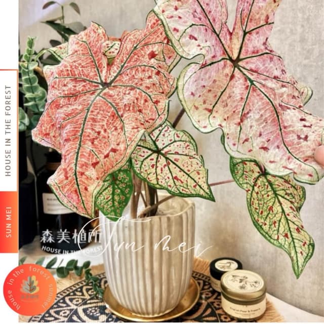 水泥盆 水泥波紋直線盆 水泥造型盆 觀葉植物 盆器 盆栽