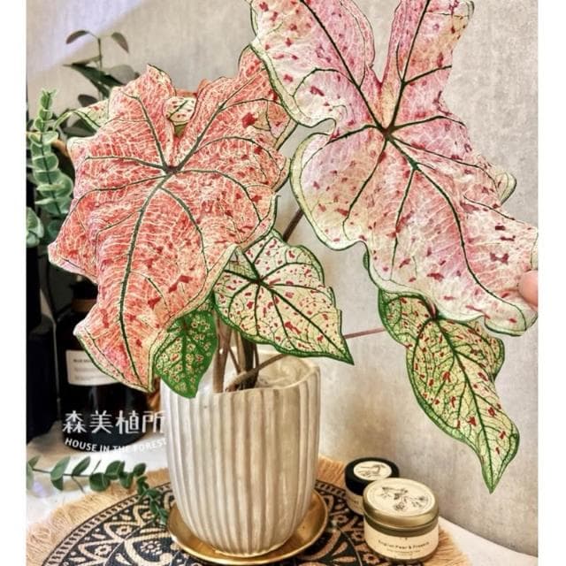 水泥盆 水泥波紋直線盆 水泥造型盆 觀葉植物 盆器 盆栽