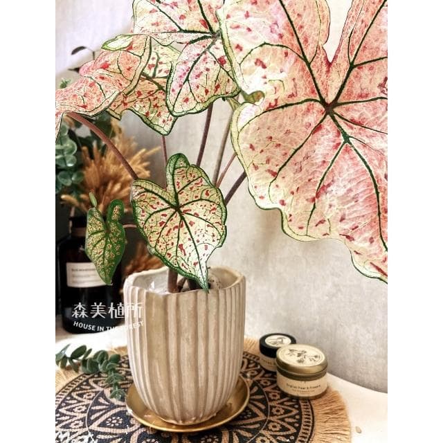 水泥盆 水泥波紋直線盆 水泥造型盆 觀葉植物 盆器 盆栽