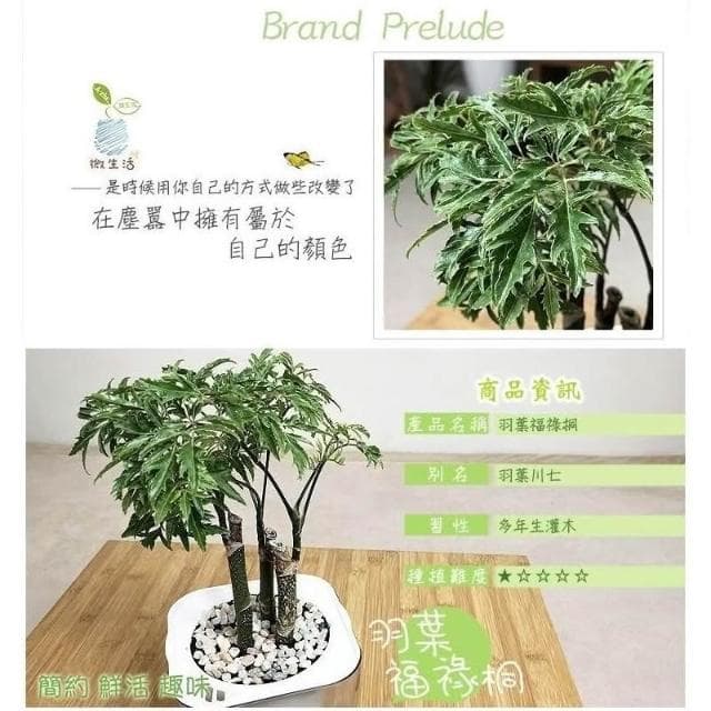 【小品文化】羽葉福祿桐【現貨】4吋透明懶人盆栽 加水更方便 觀葉植物 自動吸水 水培 創意花盆 居家辦公盆花