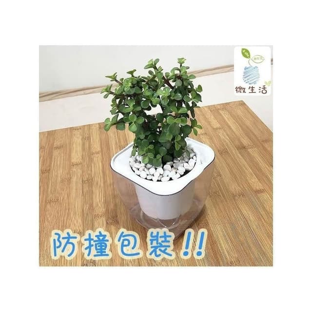 【小品文化】銀杏木【現貨】4吋透明懶人盆栽 加水更方便 觀葉植物 自動吸水 水培 創意花盆 居家辦公盆花 種子