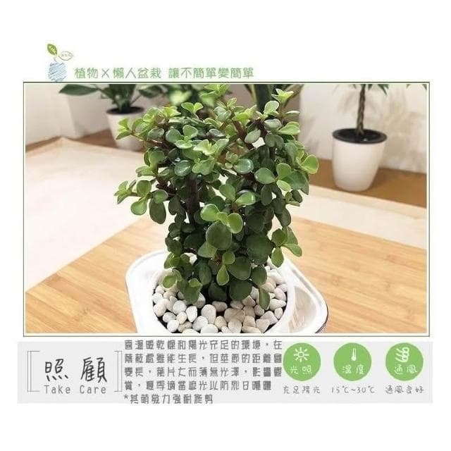【小品文化】銀杏木【現貨】4吋透明懶人盆栽 加水更方便 觀葉植物 自動吸水 水培 創意花盆 居家辦公盆花 種子