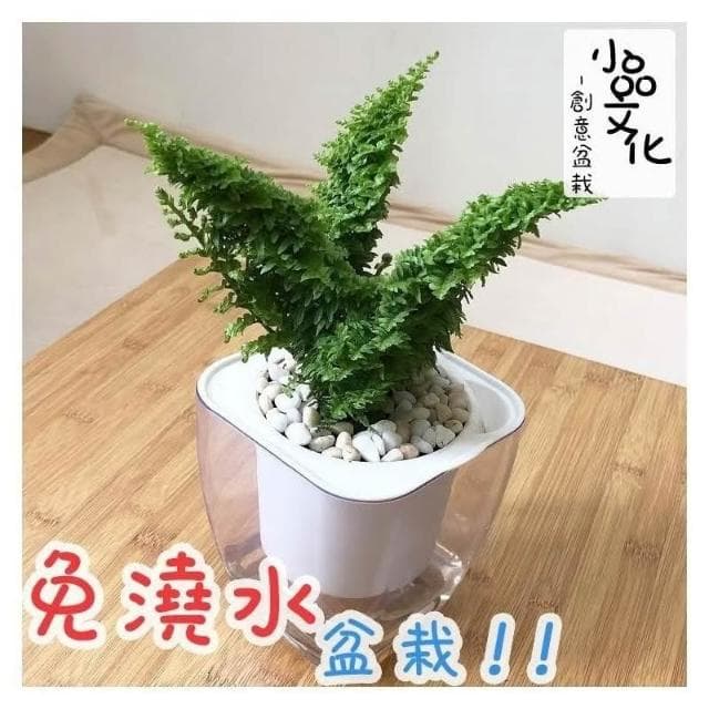 【小品文化】密葉波士頓腎蕨【現貨】4吋透明免澆水懶人盆栽 空氣淨化 加水更方便 觀葉植物 創意花盆 居家辦公盆花 種子