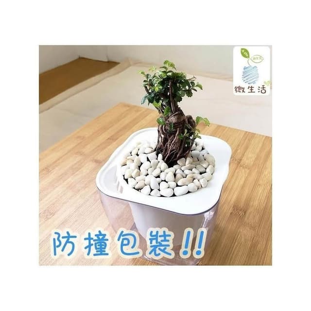 【小品文化】榆樹【現貨】4吋透明懶人盆栽 加水更方便 觀葉植物 陽台植物 自動吸水 水培 創意花盆 居家辦公盆花 種子