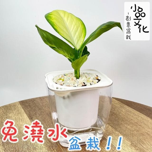 【小品文化】瑪莉安粉黛【現貨】4吋透明免澆水盆栽 懶人盆栽 觀葉植物 室內植物 自動吸水 創意花盆 居家辦公盆花
