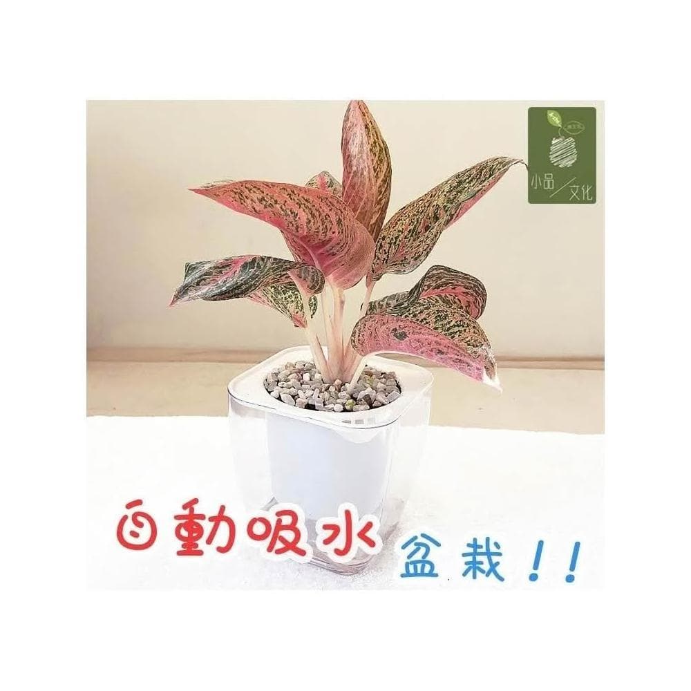 【小品文化】彩鳳【現貨】4吋透明懶人盆栽 加水更方便 觀葉植物 室內植物 自動吸水 創意花盆 居家辦公盆花 種子