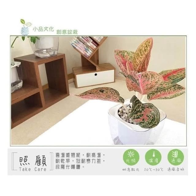 【小品文化】彩鳳【現貨】4吋透明懶人盆栽 加水更方便 觀葉植物 室內植物 自動吸水 創意花盆 居家辦公盆花 種子
