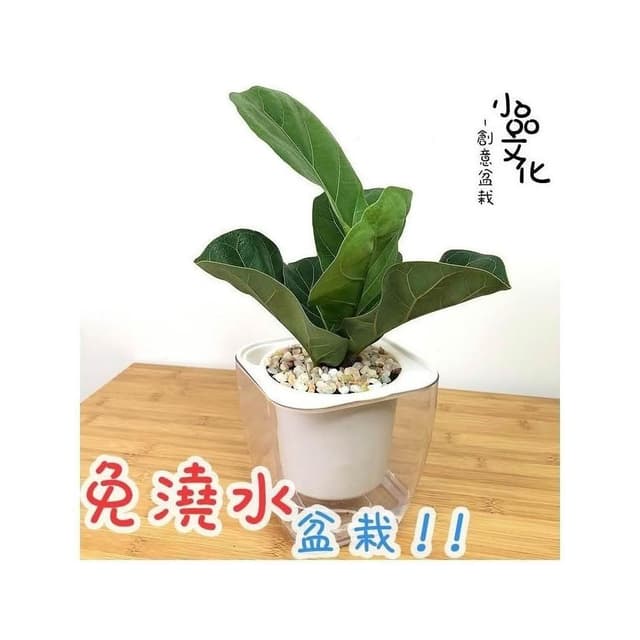 【小品文化】琴葉榕【現貨】4吋透明免澆水盆栽 懶人盆栽 觀葉植物 室內植物 自動吸水 創意花盆 居家辦公盆花