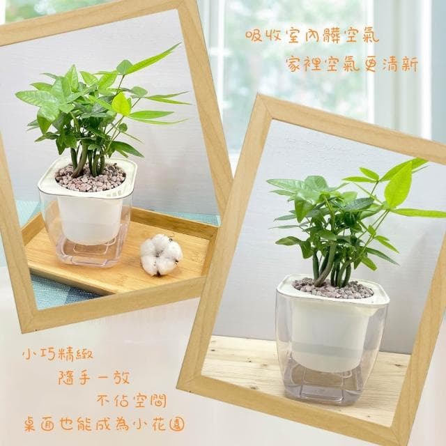 【小品文化】森林馬拉巴栗【現貨】4吋透明免澆水盆栽 懶人盆栽 觀葉植物 室內植物 自動吸水 創意花盆 居家辦公盆花
