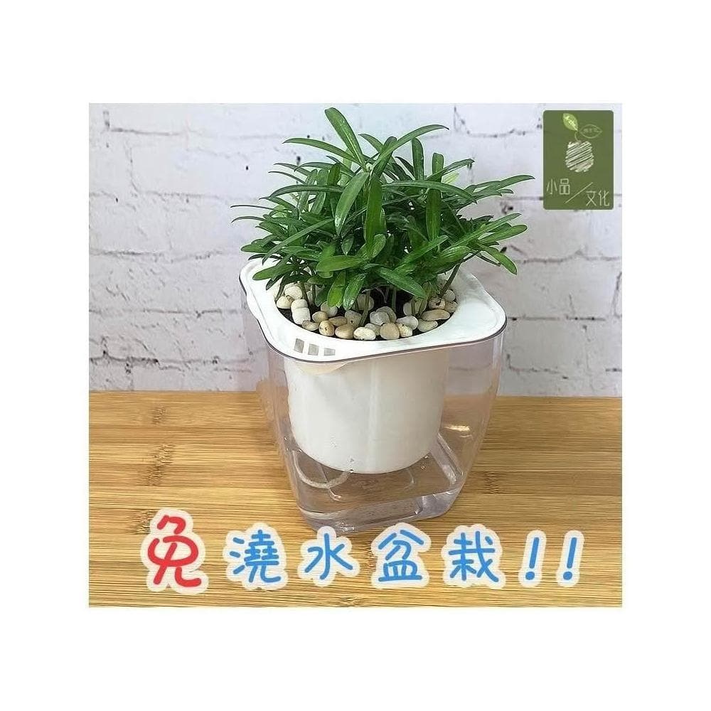 【小品文化】羅漢松【現貨】4吋透明懶人盆栽 加水更方便 觀葉植物 室內植物 自動吸水 水培 花盆 居家辦公盆花 種子