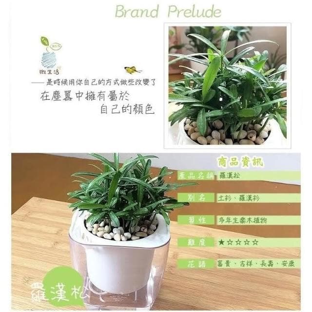 【小品文化】羅漢松【現貨】4吋透明懶人盆栽 加水更方便 觀葉植物 室內植物 自動吸水 水培 花盆 居家辦公盆花 種子